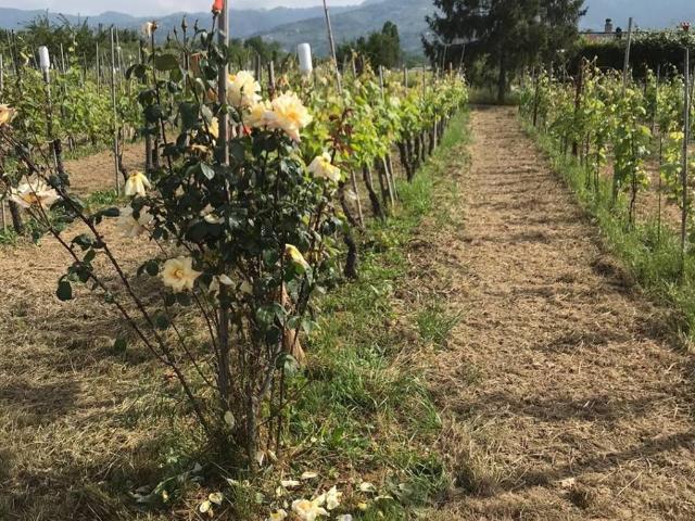 Terreno in vendita a Castelnuovo Magra, Liguria