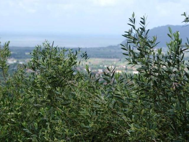 Terreno in vendita a Cerreta, Castelnuovo Magra