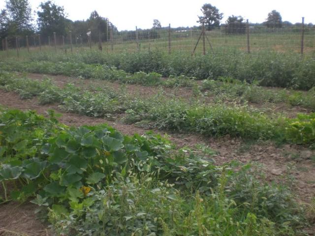 Terreno in vendita a Unione di comuni Terre di Castelli, Castelnuovo Rangone