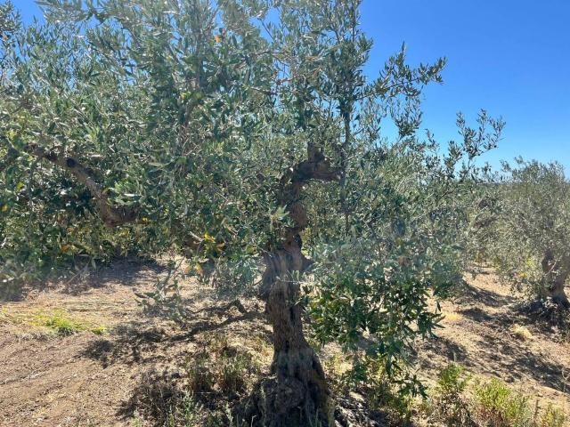 Terreno in vendita a Castelvetrano, Sicilia