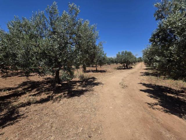 Terreno in vendita a Castelvetrano, Sicilia