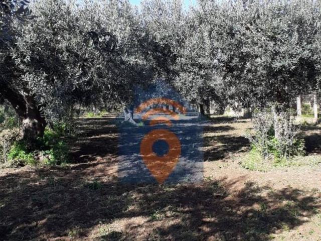 Terreno in vendita a Castelvetrano, Sicilia