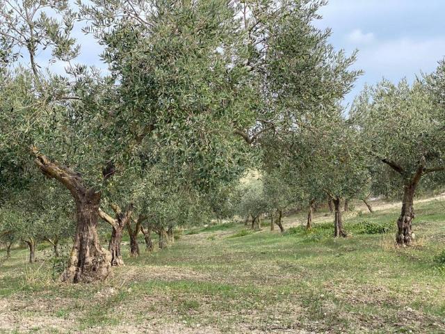 Terreno in vendita a Quartiere San Giovanni, Castelvetrano