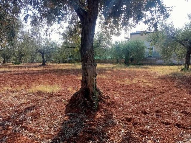 Terreno in vendita a Castelvetrano, Sicilia