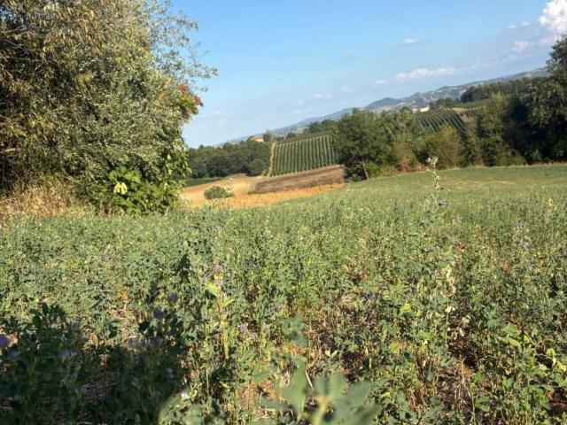 Terreno in vendita a Unione di comuni Terre di Castelli, Castelvetro Di Modena