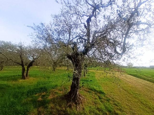Terreno in vendita a Gioiella, Umbria