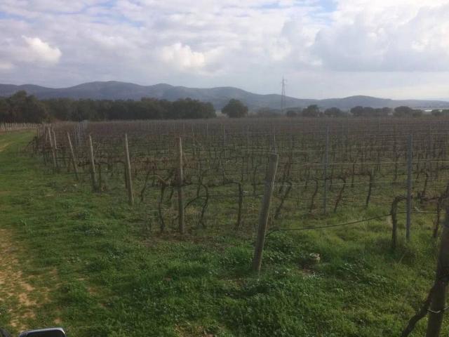 Terreno in vendita a Castiglione Della Pescaia, Toscana