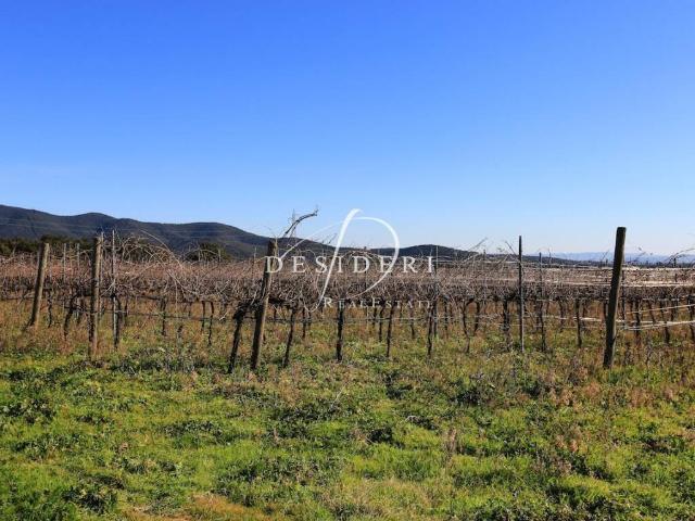 Terreno in vendita a Castiglione Della Pescaia, Toscana