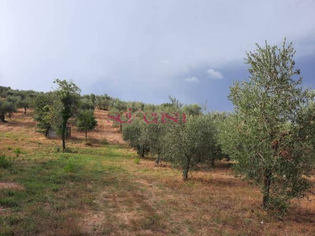 Terreno in vendita a Castiglione Della Pescaia, Toscana