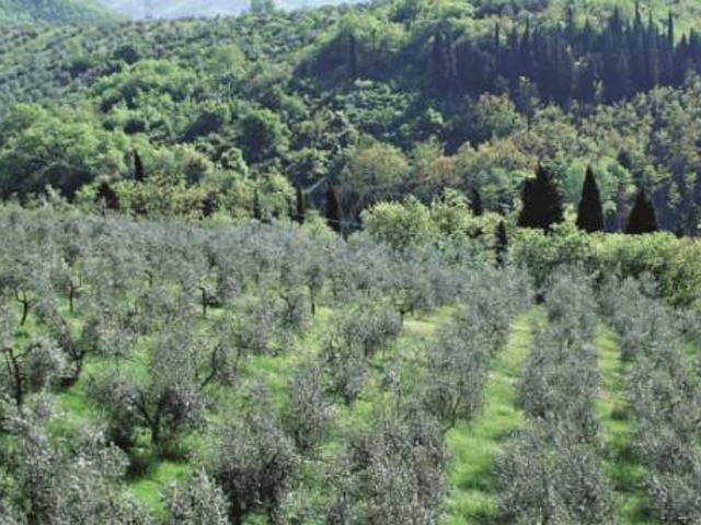 Terreno in vendita a Castiglione D'orcia, Toscana