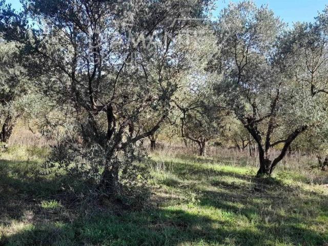 Terreno in vendita a Castiglione D'orcia, Toscana