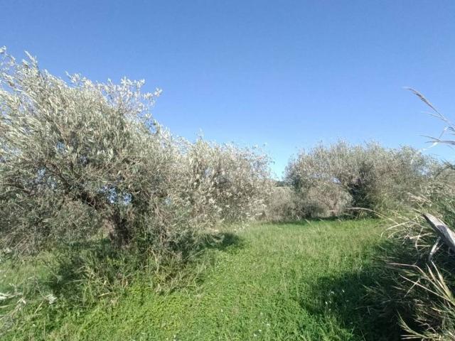 Terreno in vendita a Castroreale, Sicilia