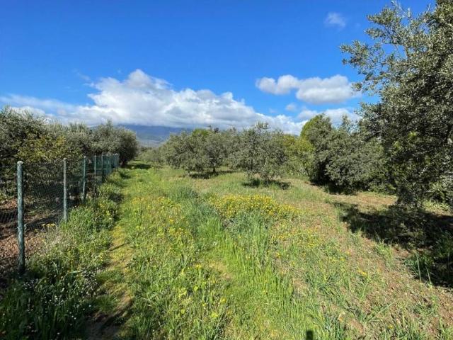 Terreno in vendita a Calabria, Cosenza