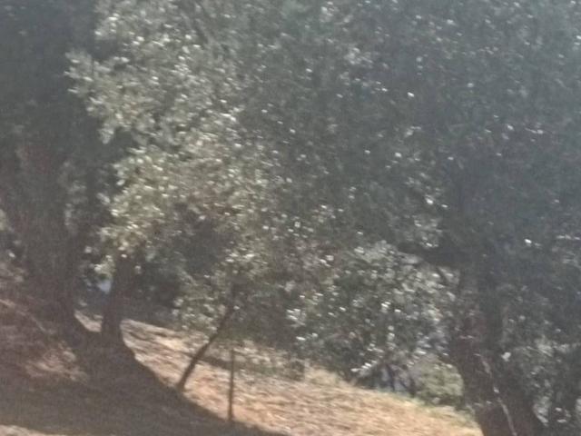 Terreno in vendita a Siano, Calabria