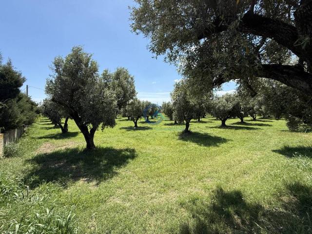 Terreno in vendita a Calabria, Catanzaro