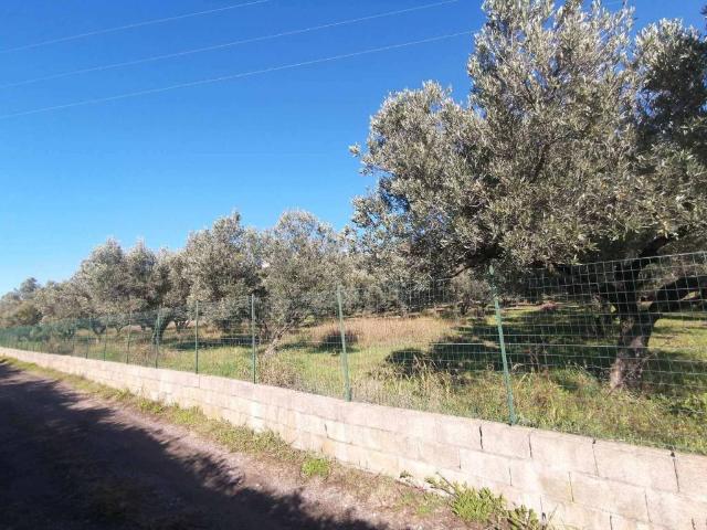 Terreno in vendita a Siano, Calabria
