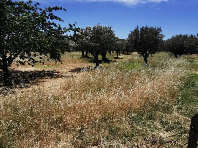 Terreno in vendita a Siano, Calabria