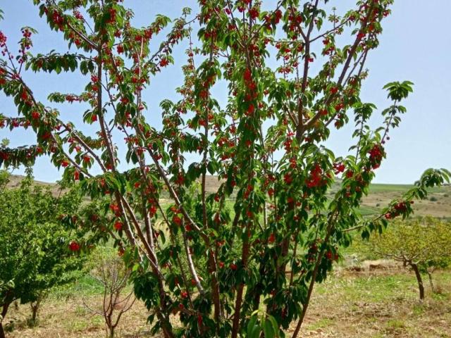 Terreno in vendita a Cattolica Eraclea, Sicilia