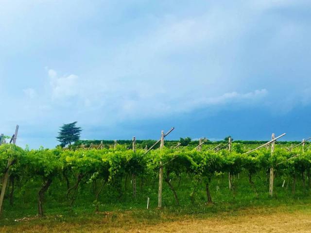 Terreno in vendita a Cavaion Veronese, Veneto