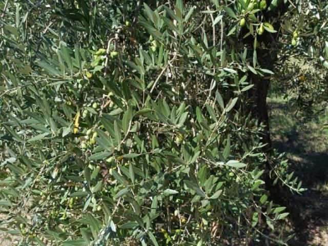 Terreno in vendita a Montegonzi, Cavriglia