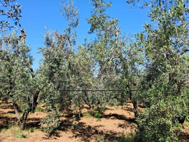Terreno in vendita a Cecina, Toscana