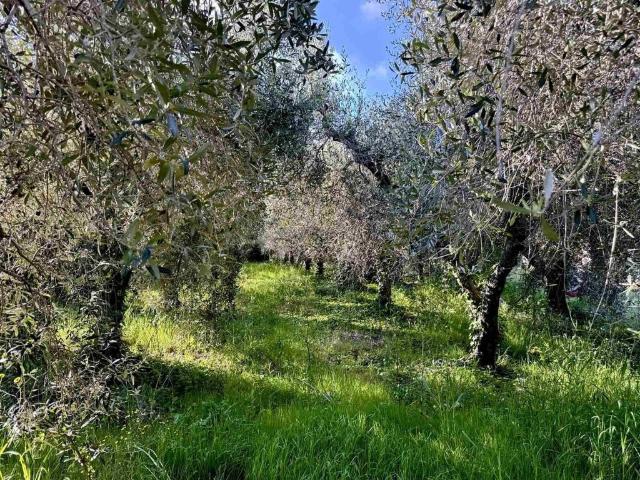 Terreno in vendita a Cecina, Toscana