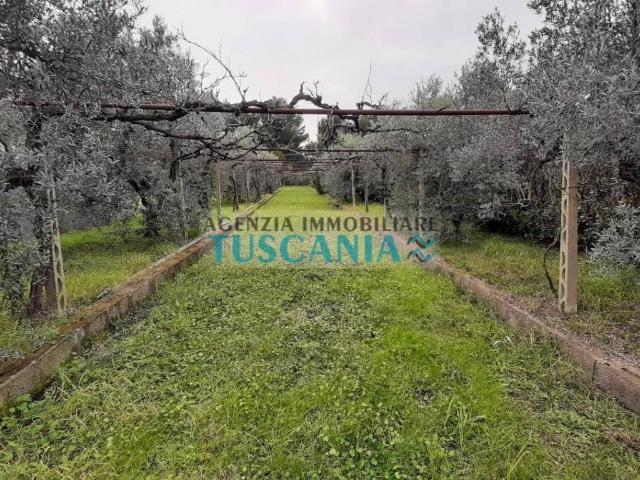 Terreno in vendita a Cecina, Toscana