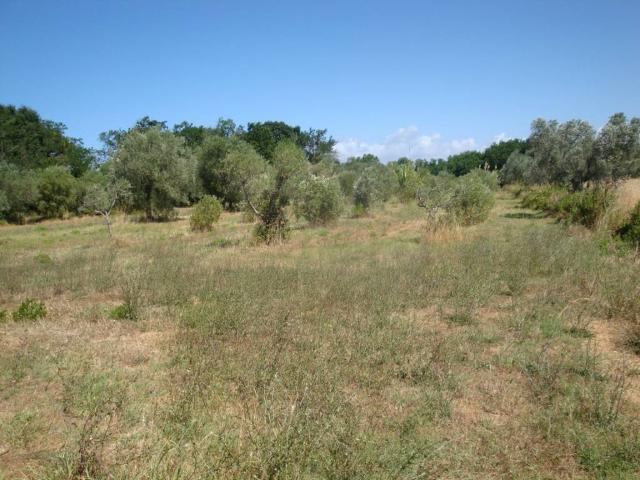Terreno in vendita a Cecina, Toscana