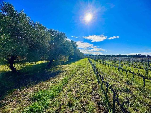 Terreno in vendita a Cecina, Toscana