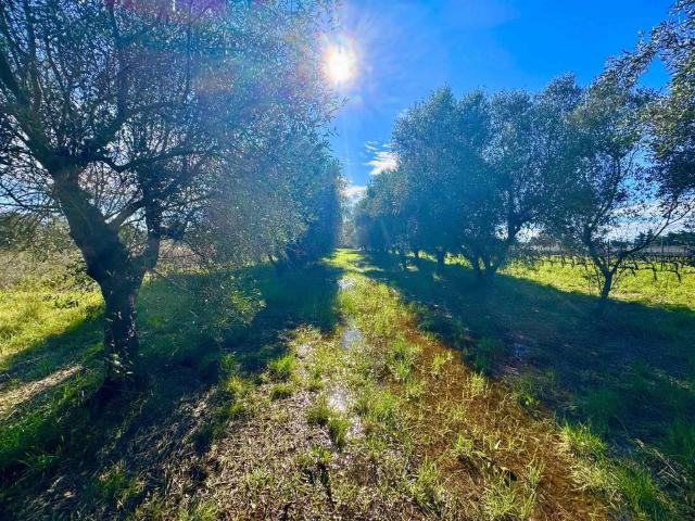 Terreno in vendita a Cecina, Toscana