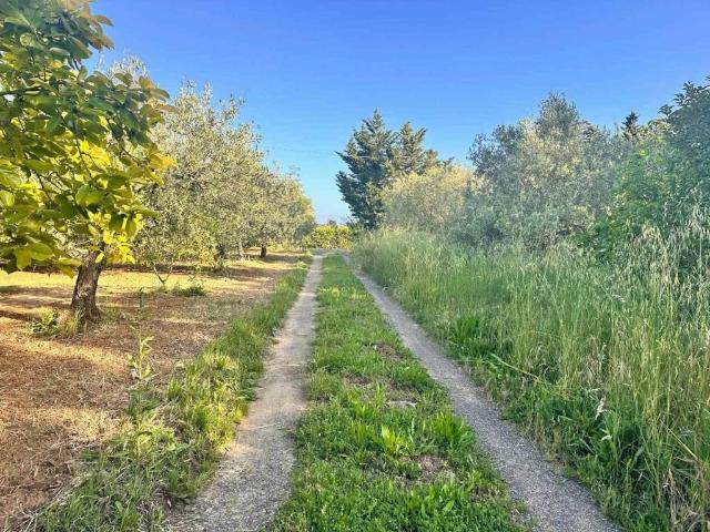 Terreno in vendita a Cecina, Toscana