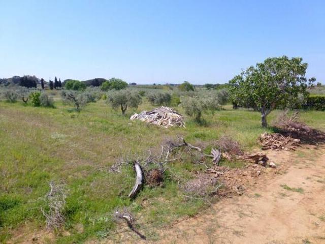 Terreno in vendita a Cecina, Toscana