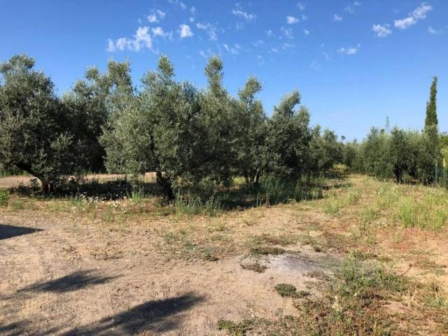 Terreno in vendita a Cecina, Toscana
