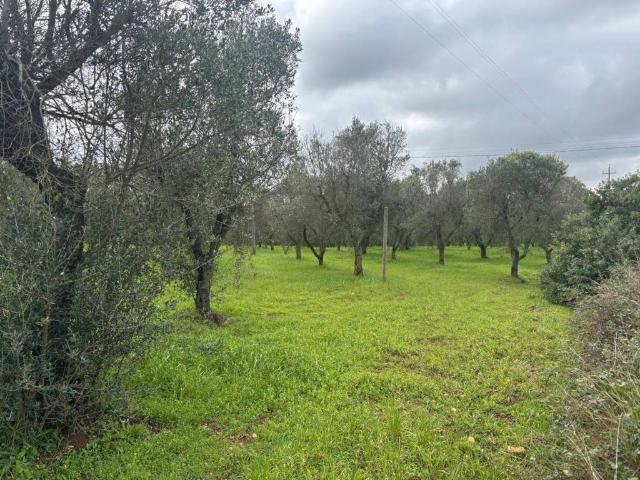 Terreno in vendita a Puglia, Brindisi