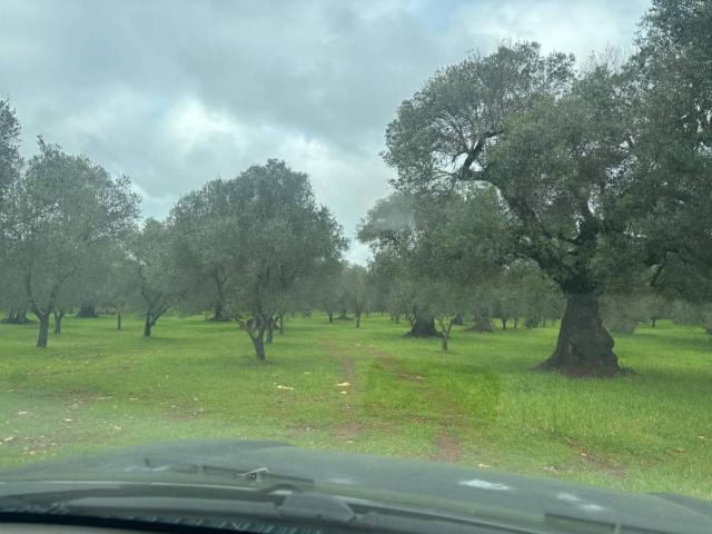 Terreno in vendita a Puglia, Brindisi
