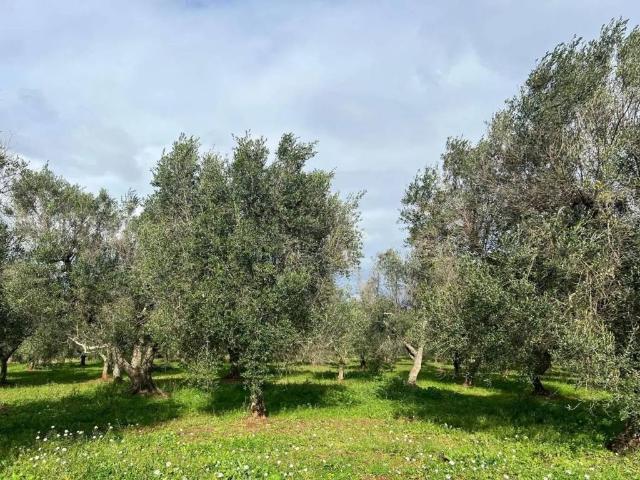 Terreno in vendita a Puglia, Brindisi