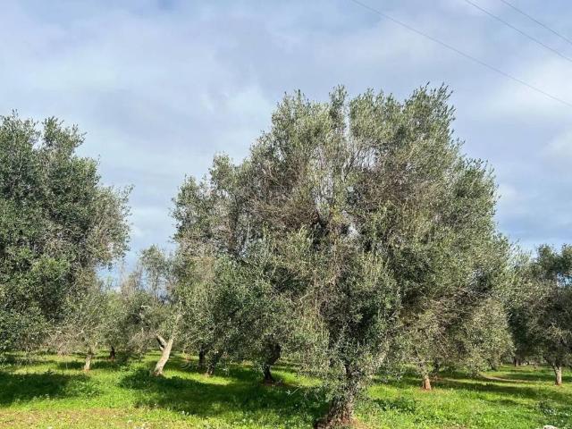 Terreno in vendita a Puglia, Brindisi