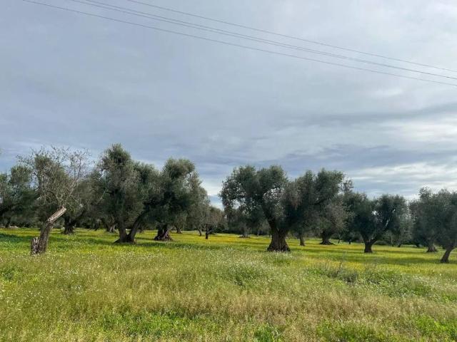 Terreno in vendita a Puglia, Brindisi