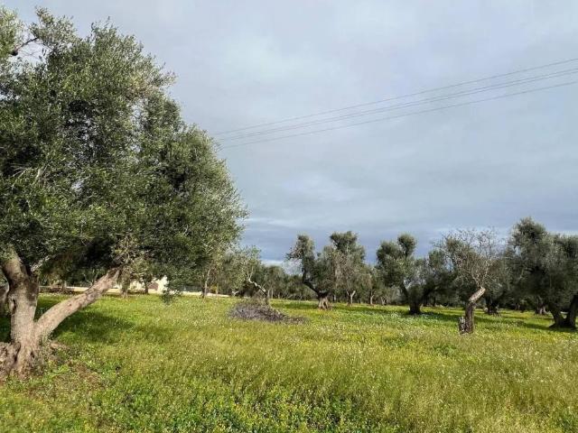 Terreno in vendita a Puglia, Brindisi
