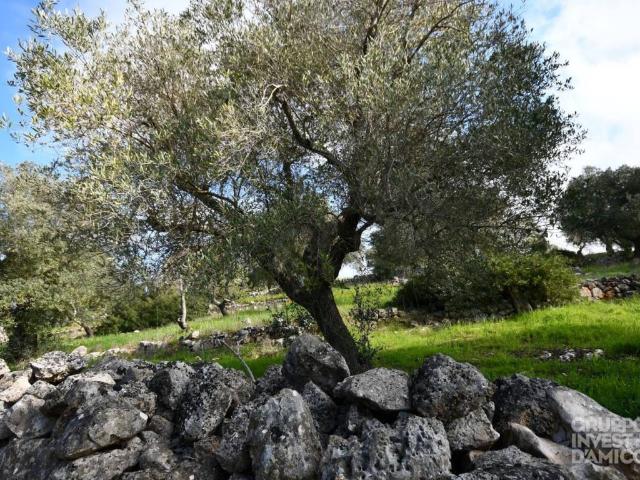 Terreno in vendita a Borgo Rurale Pascarosa, Puglia