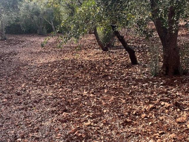Terreno in vendita a Puglia, Brindisi