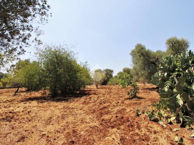 Terreno in vendita a Puglia, Brindisi