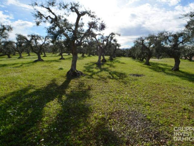 Terreno in vendita a Puglia, Brindisi