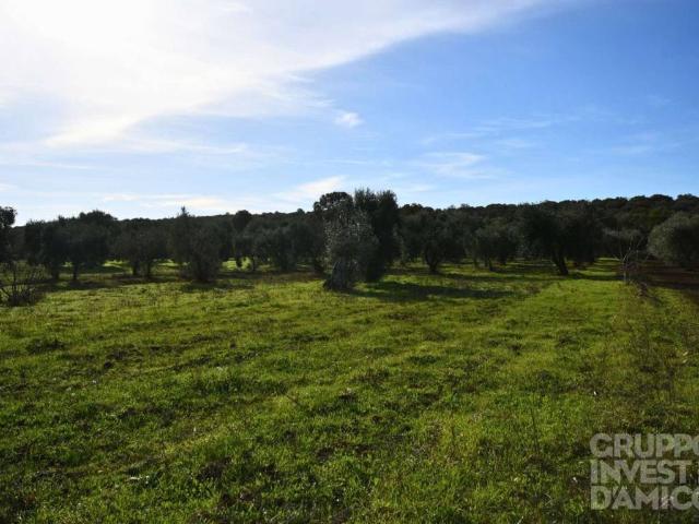 Terreno in vendita a Ceglie Messapica, Brindisi
