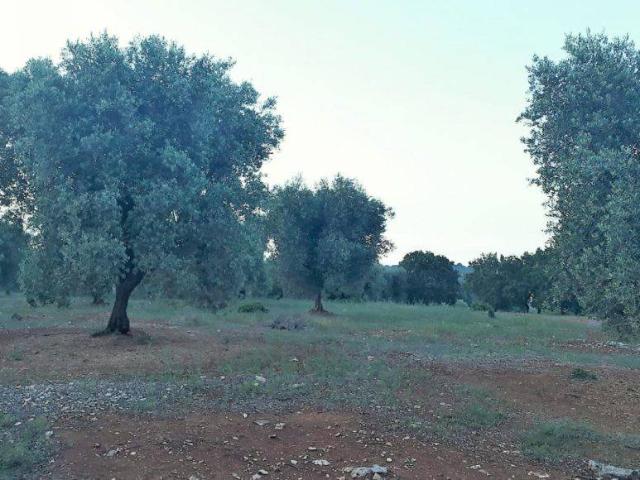 Terreno in vendita a Ceglie Messapica, Brindisi