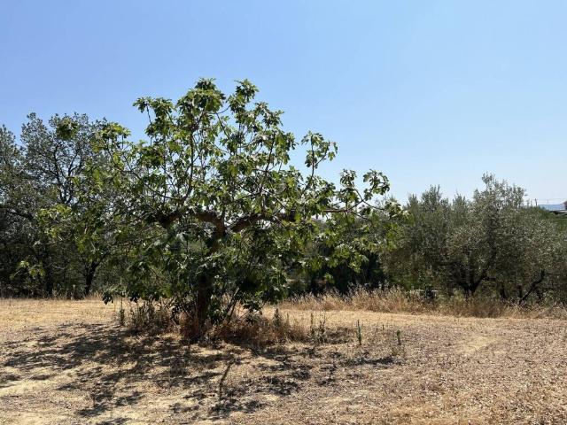 Terreno in vendita a Ripattoni Vecchio, Cepagatti