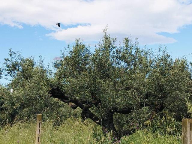 Terreno in vendita a Ripattoni Vecchio, Cepagatti
