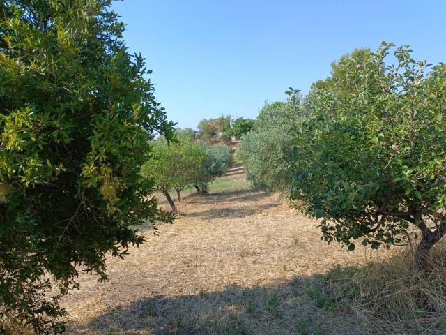 Terreno in vendita a Cerami, Sicilia