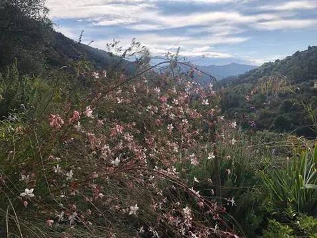 Terreno in vendita a Baiardo, Liguria