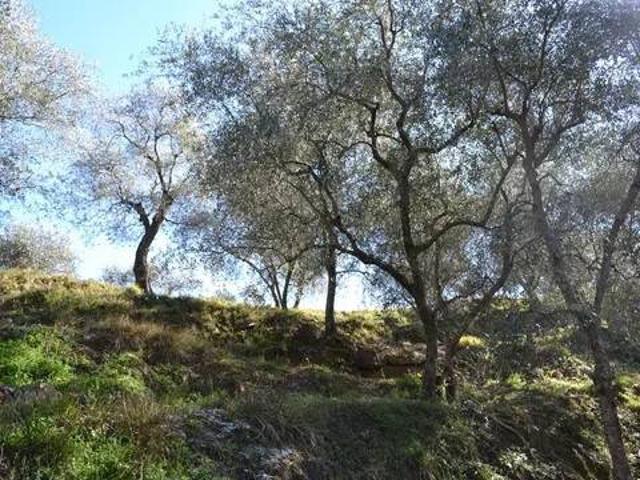 Terreno in vendita a Baiardo, Liguria